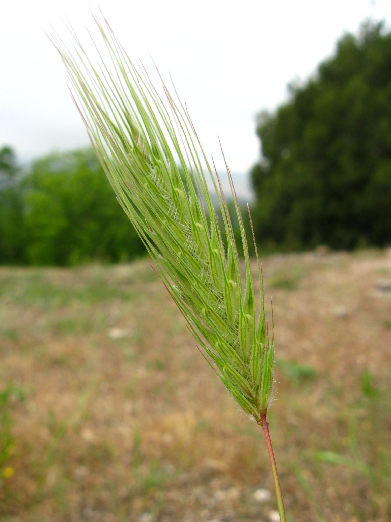 Dasypyrum villosum
