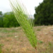 Mosquito-Grass - Photo (c) Юрій Бенгус, some rights reserved (CC BY-NC), uploaded by Юрій Бенгус
