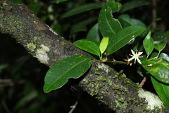 Acronychia baeuerlenii