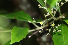 Argophyllum nullumense