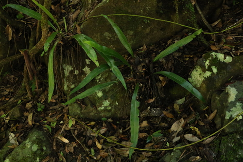 Asplenium harmanii, 2021-12-12
