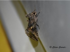 Autographa bimaculata