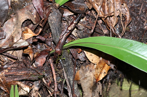 Asplenium harmanii, photograph 2