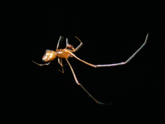 Faiditus