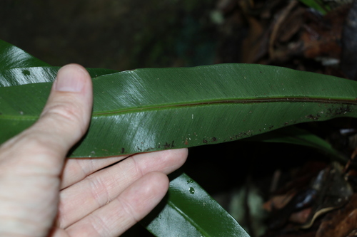 Asplenium harmanii, photograph 4