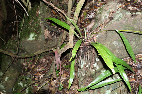 Asplenium harmanii, photograph 5