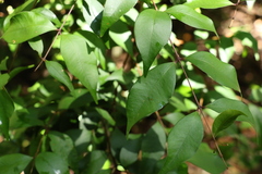 Syzygium crebrinerve