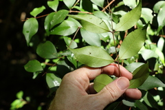 Syzygium crebrinerve