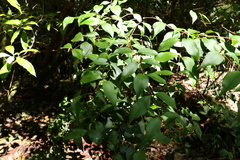 Syzygium crebrinerve