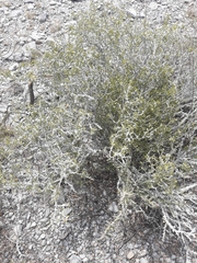 Schaefferia cuneifolia