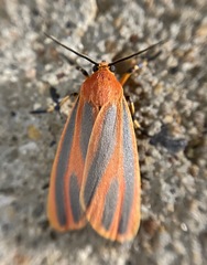 Hypoprepia miniata