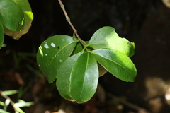 Elaeodendron australe australe