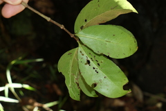 Elaeodendron australe australe