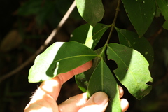 Elaeodendron australe australe