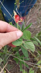 Macroptilium arenarium