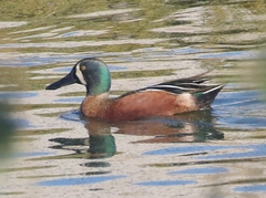 Spatula clypeata × cyanoptera