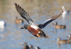 Spatula clypeata × cyanoptera
