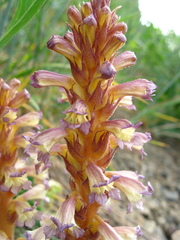 Orobanche grenieri