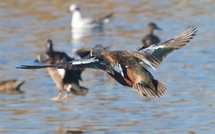 Spatula clypeata × cyanoptera