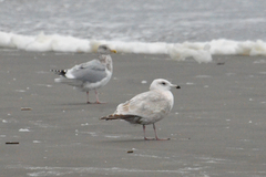 Larus argentatus × hyperboreus