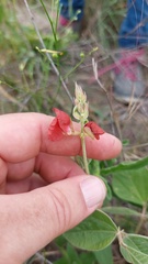 Macroptilium arenarium