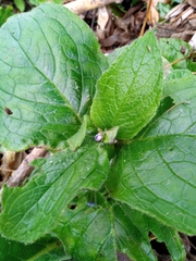 Pentaglottis sempervirens