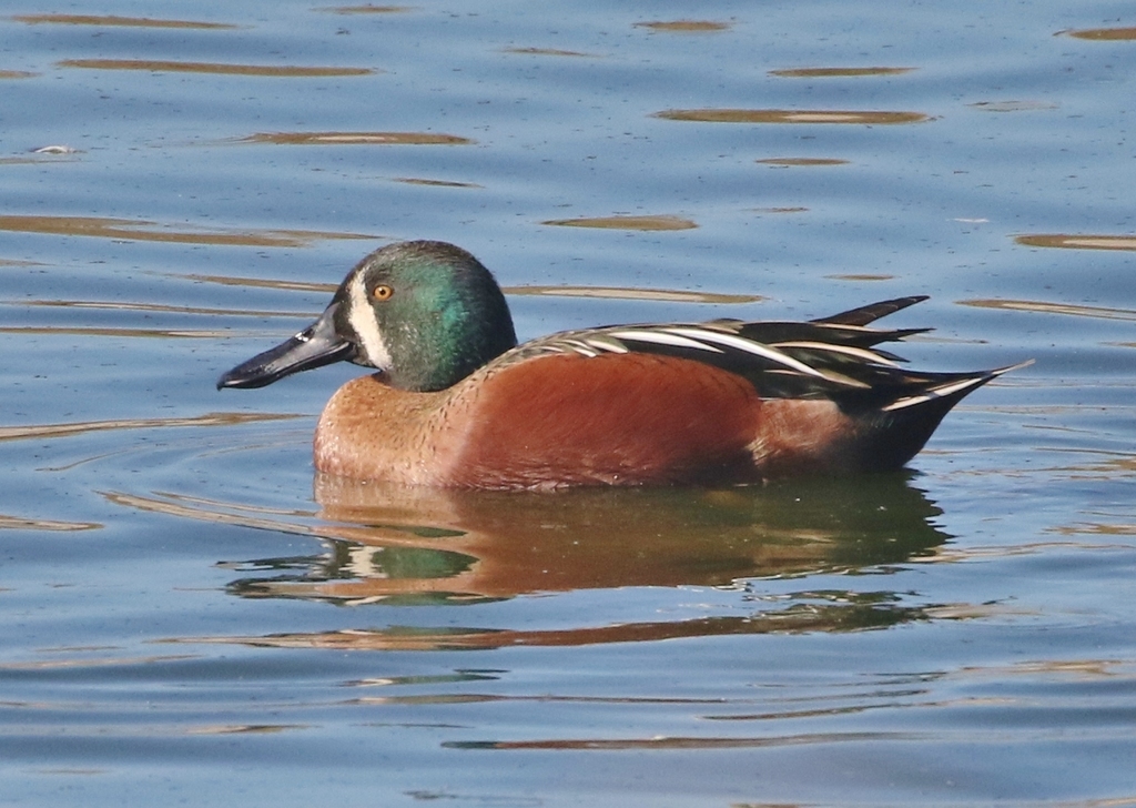 Northern Shoveler × Cinnamon Teal