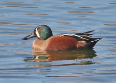 Spatula clypeata × cyanoptera