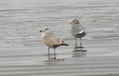 Larus argentatus × hyperboreus