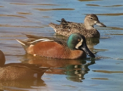 Spatula clypeata × cyanoptera