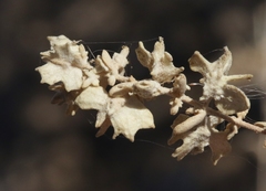 Atriplex canescens macilenta