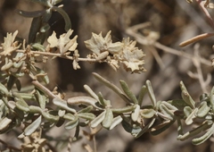 Atriplex canescens macilenta