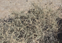 Atriplex canescens macilenta