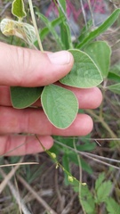 Macroptilium arenarium