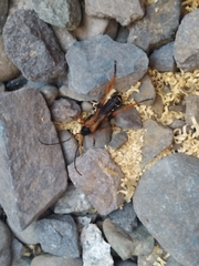 Callisphyris macropus