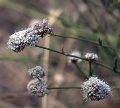 Gypsophila capitata