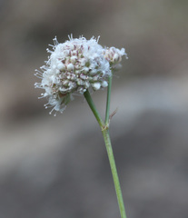 Gypsophila capitata