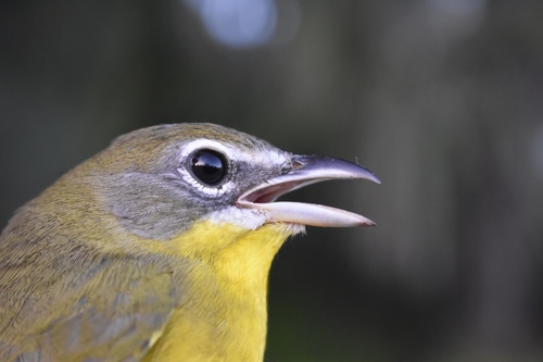 Yellow-breasted Chat