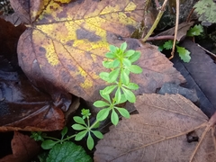 Galium aparine
