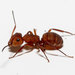 Camponotus rectangularis - Photo (c) Efram Goldberg, osa oikeuksista pidätetään (CC BY-NC), lähettänyt Efram Goldberg