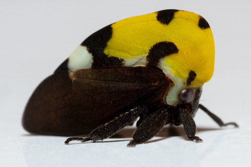 Mexican Treehopper