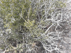 Schaefferia cuneifolia