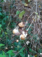 Symphoricarpos albus