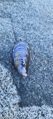 Mytilus chilensis