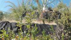 Nothofagus macrocarpa