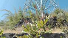 Nothofagus macrocarpa