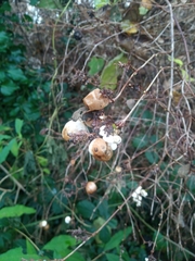 Symphoricarpos albus