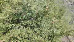 Nothofagus macrocarpa