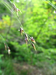 Piptatherum holciforme