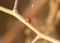 Cycloneda emarginata